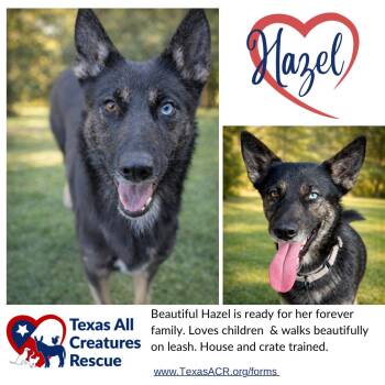 German Shepherd Dog Dogs Available for Adoption - Hazel | PetCurious