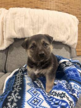 Husky and German Shepherd Dog Dogs Available for Adoption - Champagne | PetCurious