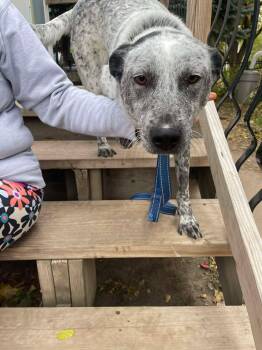 Rescue Mixed Breed Dogs for Adoption in Sioux Falls, South Dakota - Skye | PetCurious