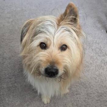 Mixed Breed Dogs Available for Adoption in Columbia, South Carolina - Lilly | PetCurious