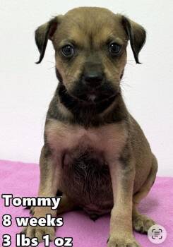 Tommeo -  Border Terrier Dog for Adoption in Bull Valley, Illinois - Tommeo | PetCurious
