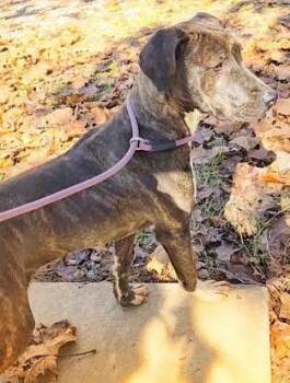 Rescue Whippet Dogs for Adoption in Newfoundland, Pennsylvania - Natalie (Sweetest Family Dog) | PetCurious