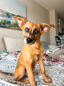 Rescue Australian Shepherd Dogs for Adoption in Charleston, South Carolina - Moxie | PetCurious