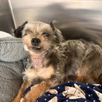 Ruth -  Yorkshire Terrier Dog for Adoption in Austin, Texas - Ruth | PetCurious
