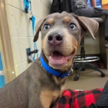 Madrid -  Mixed Breed Dog for Adoption in Asheville, North Carolina - Madrid | PetCurious