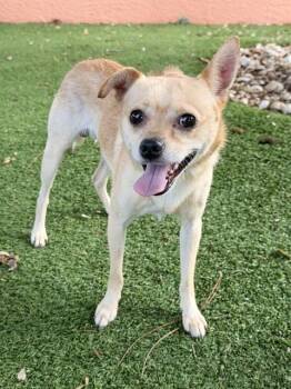 Chihuahua and Mixed Breed Dogs Available for Adoption in Fort Myers, Florida - ARCHIE | PetCurious
