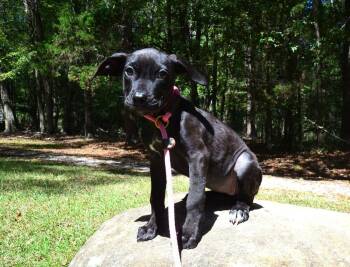 Echo -  Pit Bull Terrier and Labrador Retriever Dog for Adoption in Willingboro, New Jersey - Echo | PetCurious