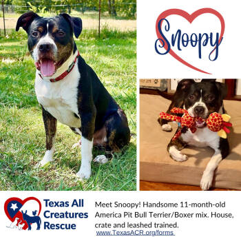 Rescue Pit Bull Terrier and Boxer Dogs for Adoption in Alvarado, Texas - Snoopy | PetCurious