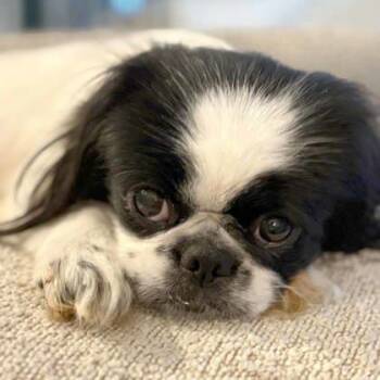 Rescue Japanese Chin Dogs for Adoption in Atlanta, Georgia - CiCi | PetCurious
