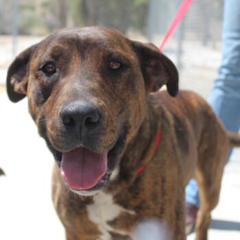 Pit Bull Terrier and Rottweiler Dogs Available for Adoption in Yucca Valley, California - Britney | PetCurious