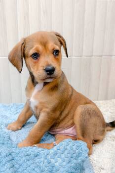 Rescue Hound Dogs for Adoption in Holly Springs, North Carolina - Vasquez | PetCurious