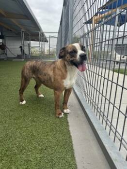 Rescue Pit Bull Terrier and Mixed Breed Dogs for Adoption in Fort Worth, Texas - Tiggy | PetCurious