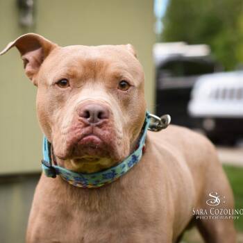 Rescue Mixed Breed Dogs for Adoption in Walker, Michigan - Jax | PetCurious