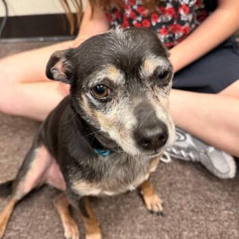 Bartholomew -  Chihuahua and Mixed Breed Dog Available for Adoption in Oklahoma City, Oklahoma - Bartholomew | PetCurious