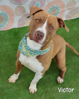 Victor -  Pit Bull Terrier Dog Available for Adoption in Gautier, Mississippi - Victor | PetCurious