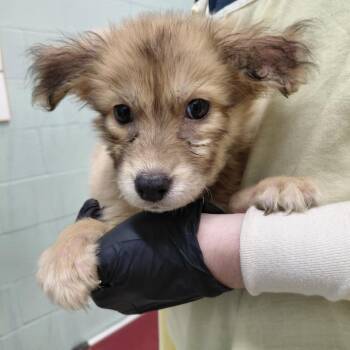 Echo 3973 -  Husky and Mixed Breed Dog for Adoption in Loxahatchee Groves, Florida - Echo 3973 | PetCurious