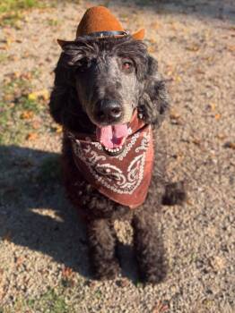 GERALD -  Standard Poodle Dog for Adoption in Fosters, Alabama - GERALD | PetCurious