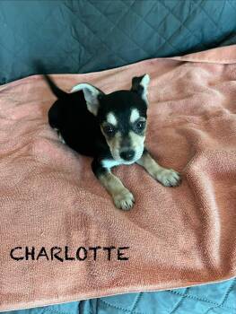 Charlotte -  Miniature Schnauzer and Chihuahua Dog for Adoption in Panama City, Florida - Charlotte | PetCurious