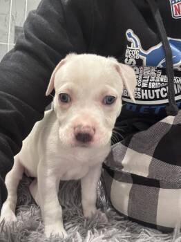 Mixed Breed Dogs Available for Adoption - Winter (red) | PetCurious