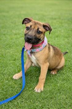 Black Mouth Cur and Boxer Dogs Available for Adoption - Hayden | PetCurious