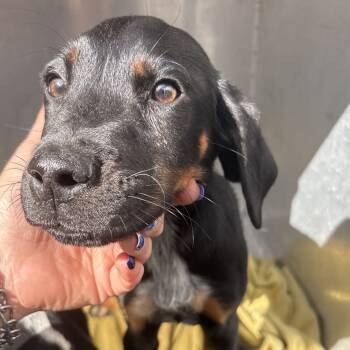 Rescue Mixed Breed Dogs for Adoption in Milton, Florida - Sauceua | PetCurious