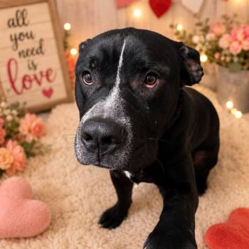 Max -  Cane Corso Dog for Adoption in Waldorf, Maryland - Max | PetCurious