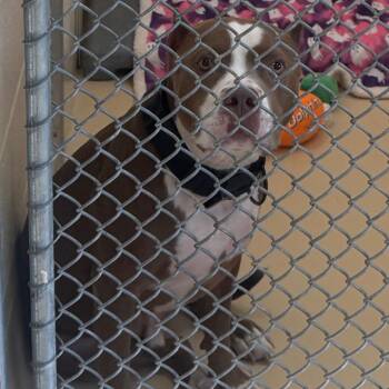 Coqui -  Mixed Breed Dog for Adoption in Winston-salem, North Carolina - Coqui | PetCurious