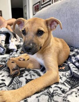 Luther -  Terrier Dog for Adoption in Copiague, New York - Luther | PetCurious