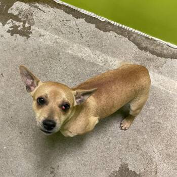 Chihuahua and Mixed Breed Dogs Available for Adoption in Spokane, Washington - Skipper(blue Collar) | PetCurious