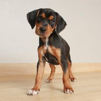 Frodo D70607 -  Beagle and Mixed Breed Dog for Adoption in Minnetonka, Minnesota - Frodo D70607 | PetCurious