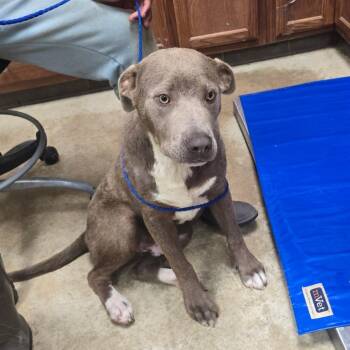 Tanner 052608U -  Labrador Retriever and Mixed Breed Dog for Adoption in Tupelo, Mississippi - Tanner 052608U | PetCurious
