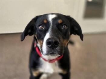 CON -  Labrador Retriever and Rottweiler Dog for Adoption in Brentwood, Missouri - CON | PetCurious