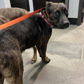 Cudda -  Terrier Dog for Adoption in Tampa, Florida - Cudda | PetCurious