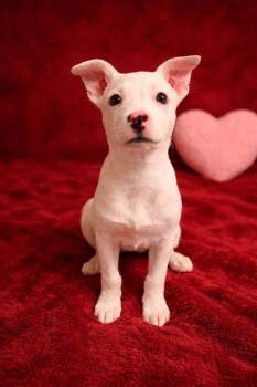 Terrier Dogs Available for Adoption - Zayne | PetCurious