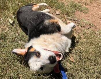 Stu -  Corgi and Australian Shepherd Dog for Adoption in Denver, Colorado - Stu | PetCurious