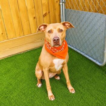 Ginger -  American Staffordshire Terrier and Mixed Breed Dog for Adoption in Oak Point, Texas - Ginger | PetCurious