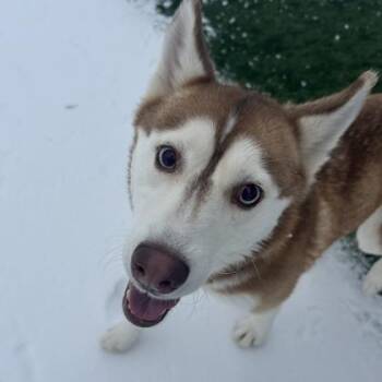 Mixed Breed Dogs Available for Adoption - Peaches | PetCurious