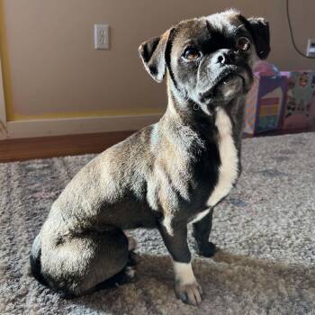 Milo -  Pug and Boston Terrier Dog for Adoption in Boulder, Colorado - Milo | PetCurious