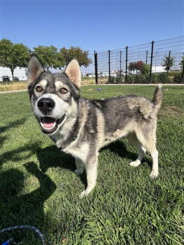 Rescue Siberian Husky Dogs for Adoption in Elk Grove, California - Orbeez | PetCurious