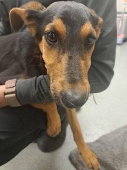 German Shepherd Dog Dogs Available for Adoption - WILLOW | PetCurious