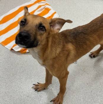 Rescue Shepherd and Black Mouth Cur Dogs for Adoption in Honolulu, Hawaii - Pringles | PetCurious