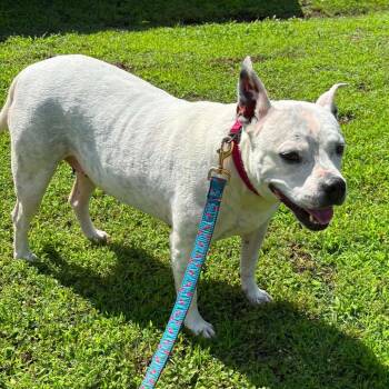 American Staffordshire Terrier Dogs Available for Adoption in Hackett, Arkansas - Molly Potts | PetCurious