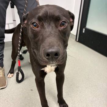 Grayson -  Black Labrador Retriever and Pit Bull Terrier Dog for Adoption in Abilene, Texas - Grayson | PetCurious