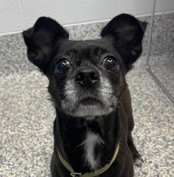 Gretchen -  Chihuahua Dog for Adoption in Golden, Colorado - Gretchen | PetCurious