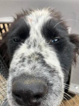 Amanda -  Shepherd and Mixed Breed Dog for Adoption in Calgary, Alberta - Amanda | PetCurious
