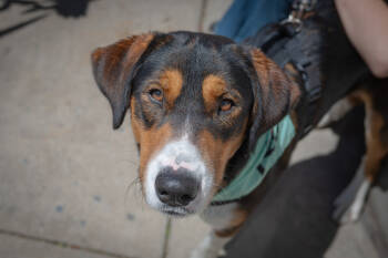 Rescue Foxhound Dogs for Adoption in Washington, District Of Columbia - Koda | PetCurious