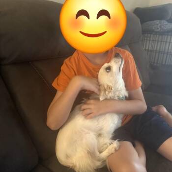Eevee -  Chihuahua Dog for Adoption in Park Row, Texas - Eevee | PetCurious