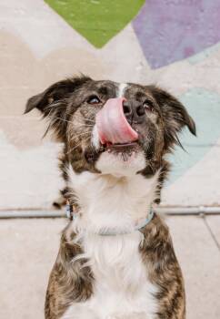 Mixed Breed Dogs Available for Adoption - Laverne  | PetCurious