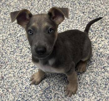 Drizzle -  Shepherd Dog for Adoption in Golden, Colorado - Drizzle | PetCurious