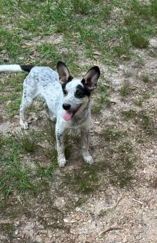 Cattle Dog Dogs Available for Adoption in Semmes, Alabama - Hepbuen  | PetCurious